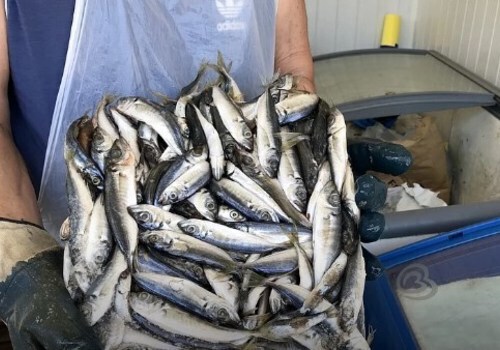 Для здоровья – только черноморская рыба: где в Севастополе купить местный улов