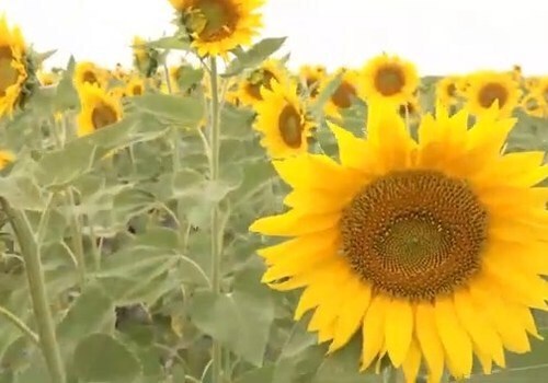 Цвет солнца: завораживающее видео цветущих полей подсолнухов в Крыму