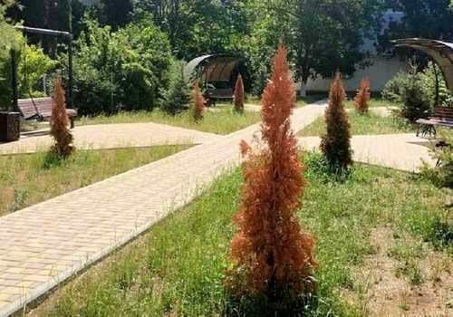 У семи нянек: в Севастополе умерли недавно высаженные деревья ФОТО