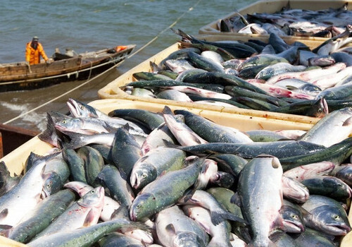 В Крыму у рыбаков нашли пять тонн «сомнительной рыбы»