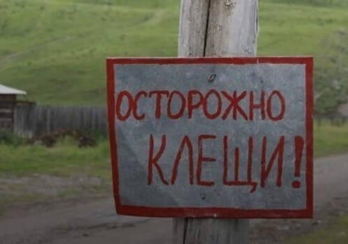 В Крыму растет число больных клещевым боррелиозом