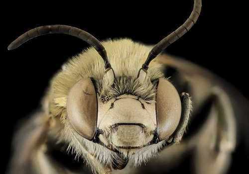 Обнаруженных в Крыму китайских пчел-гигантов отправят на генетический анализ