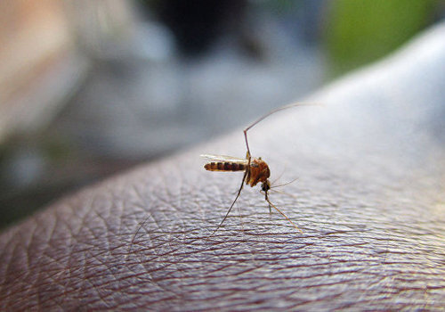 В Ялте нашли смертельно опасных комаров
