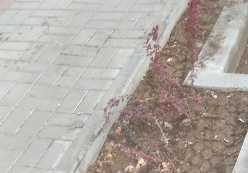 В Феодосии перевозчика накажут за помятые цветы