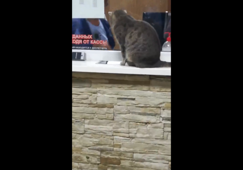 «Один билетик, пожалуйста»: на ялтинском автовокзале замечена забавная кошка ВИДЕО