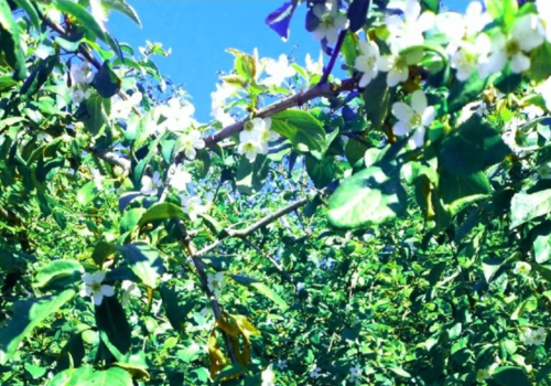 «Расцветали яблони и груши»: Деревья в Ялте спутали времена года