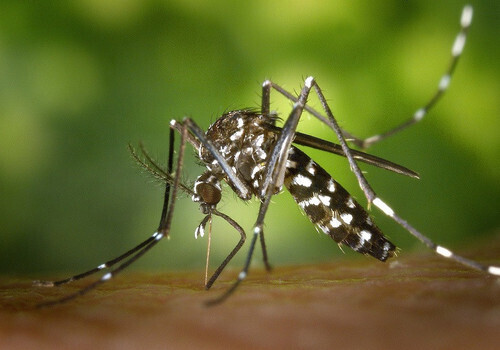 В Крыму появился комар — переносчик вирусов