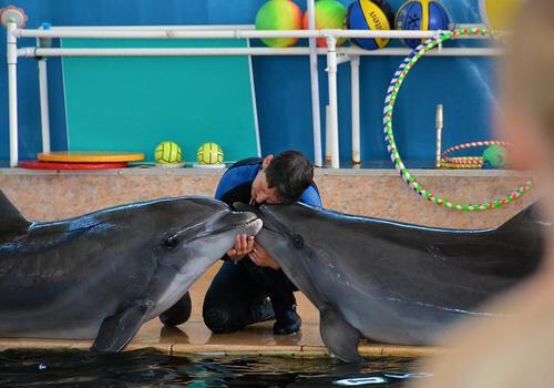 Карадагские дельфины отправились на отдых