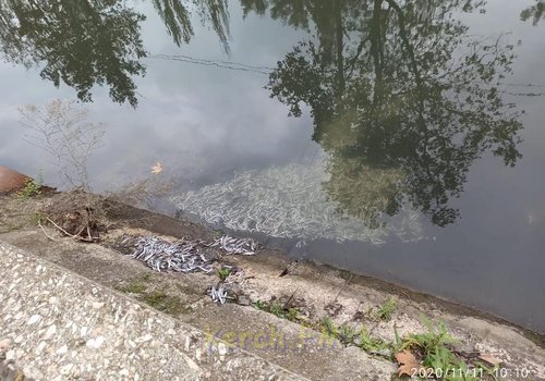 Хамса пошла: прошлогоднюю рыбу выбросили прямо в речку в центре Керчи