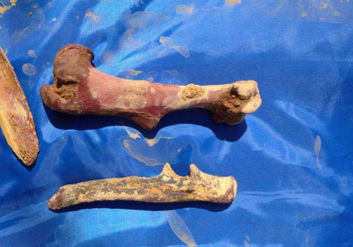 Крымские учёные обнаружили останки новых животных в пещере Таврида