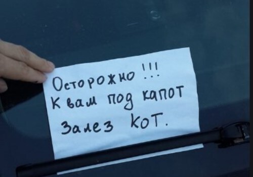 В Крыму кот катался по городу под капотом машины и чудом не погиб ФОТО