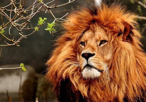 СМИ: в парке «Тайган» жестоко растерзали льва