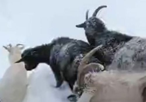По заснеженным горам Крыма блуждает стадо домашних коз ВИДЕО