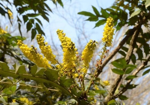 Никитский ботанический сад в январе цветет и благоухает: 6 типичных фото Южного берега Крыма