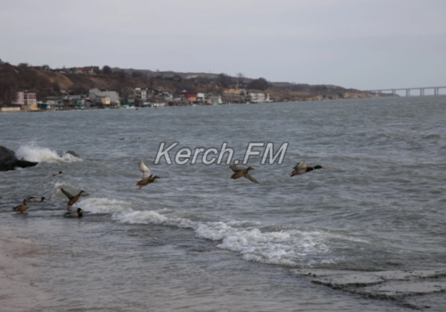 На керченском побережье зимуют птицы ФОТО, ВИДЕО