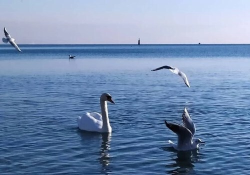 «Птицы ведут перекличку»: Видео лебедей из Феодосии умилило соцсети