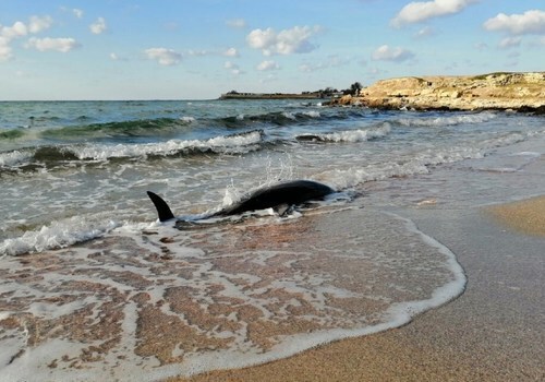 33 выброса дельфинов произошло в Крыму 