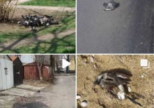 Во дворах и на улицах Севастополя валяются трупы животных и птиц