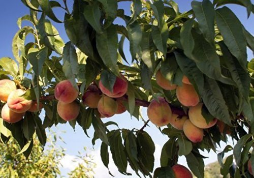 Крымских персиков будет вдоволь: ученые об урожае фруктов в этом году