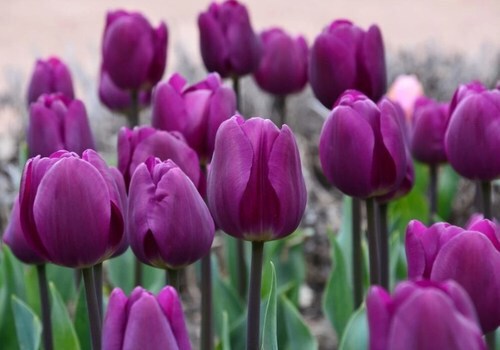 Фотофакт: В Крыму стартовал Парад тюльпанов
