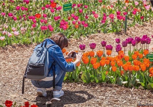 Фотофакт: В Крыму проходит восхитительный Парад тюльпанов 2021