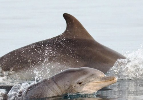Дельфину привязали камень к хвосту и выбросили в море: Жуткое видео беспредела рыбаков в Крыму