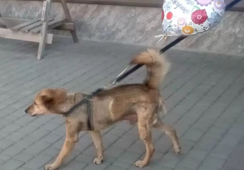 Пса с перерезанным горлом пытались выкрасть из передержки в Симферополе  