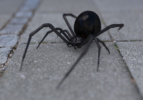 В Симферополе предложили спасаться от смертоносного паука спичками ВИДЕО