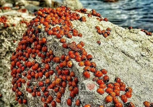Нашествие божьих коровок: Почему пляжи Крыма облюбовали стаи насекомых