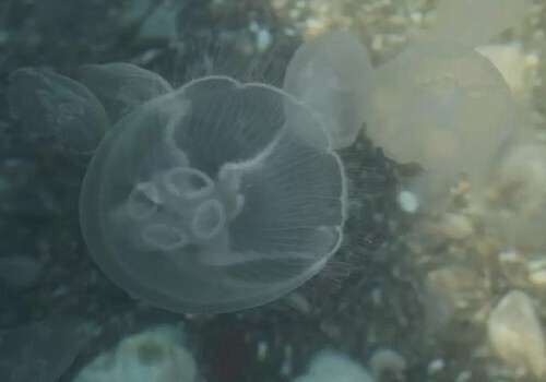 Крымское побережье атаковали огромные медузы ФОТО