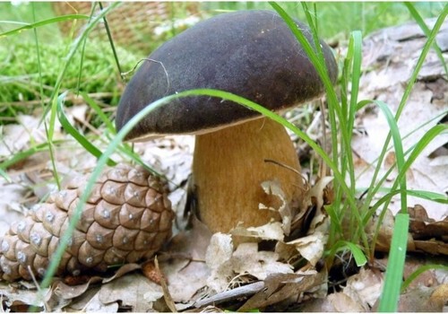 Где собирать грибы в Крыму в 2021 году: лучшие места для «тихой охоты»