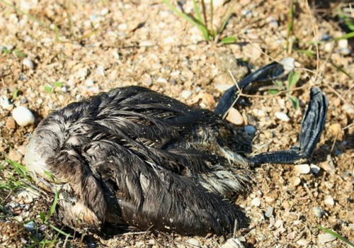 На Сиваше каждый день сжигают мертвую птицу 