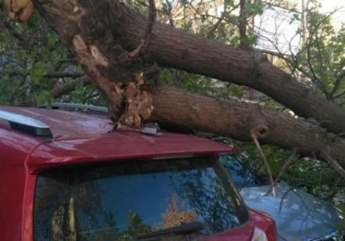 Дерево упало на три машины в Севастополе