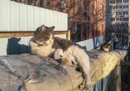 Есть плюс: тысячи котиков в Крыму согреются зимой от теплотрасс