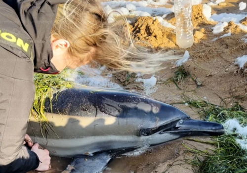 Дельфин выбросился на берег в Евпатории: очевидцы по незнанию пытались вернуть его в море