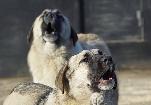 Агрессивных собак в Сакском районе поместят в специальный приют