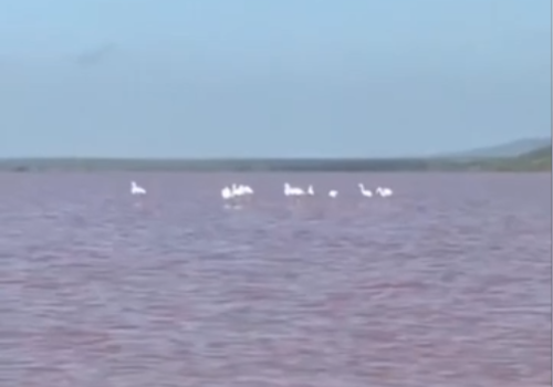 Удивительный Крым: дельфины в Черной речке и транзит фламинго на Кояшском озере ВИДЕО
