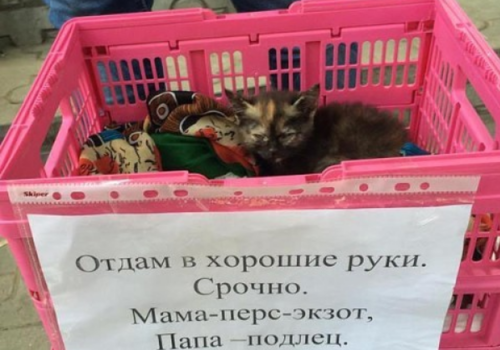 Бабушек в Симферополе, пристраивающих котят, обвинили в сверхжадности - соцсети
