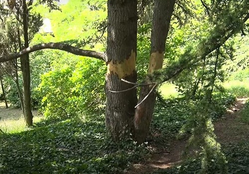 Вандалы повредили деревья на Синопском спуске в Севастополе 