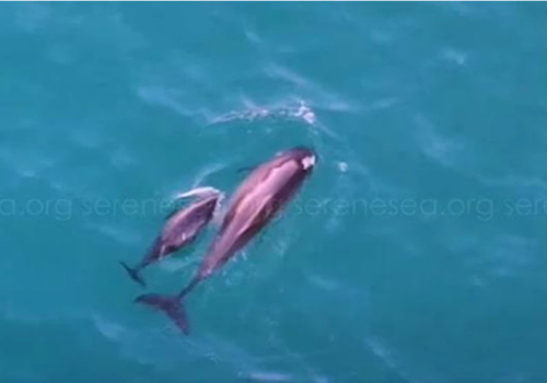Появилось видео охоты морских свиней в Новом Свете