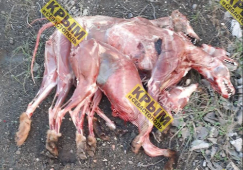 В Керчи обнаружены трупы собак со снятой шкурой