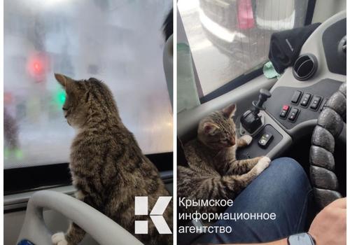 У водителя автобуса в Симферополе появился кот-помощник