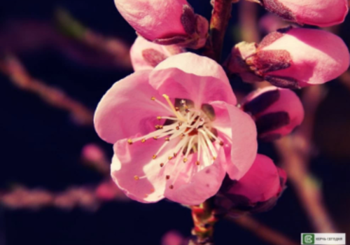 Разными оттенками розового зацвели персиковые деревья в Керчи ФОТО