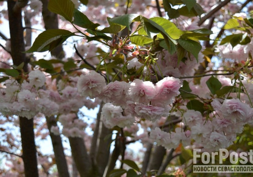 Не только вишня: в Крыму началось цветение сакур