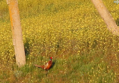 На Митридате в Керчи развелись фазаны ФОТО