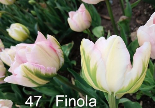В Никитском ботаническом саду выбрали генерала Парада тюльпанов