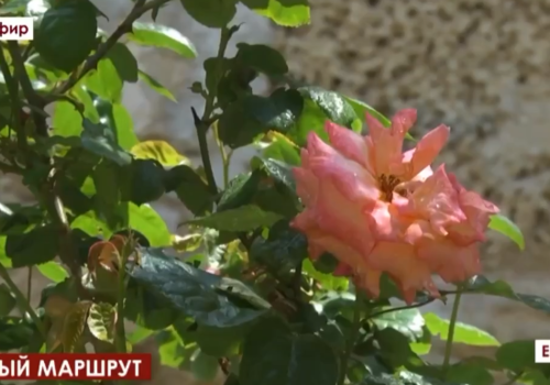 В Евпатории высаживают свежие цветы по маршруту «Малый Иерусалим» ВИДЕО