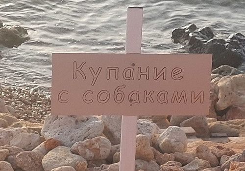 Собаки могут с комфортом отдохнуть на пляже в Севастополе 