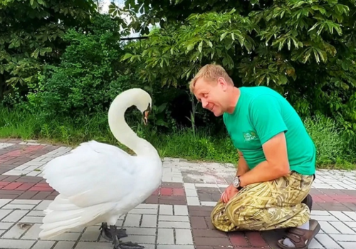 Царевна лебедь: в «Тайгане» показали влюбленную в Олега Зубкова лебедушку