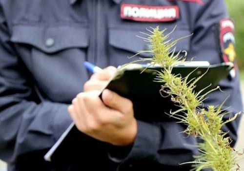 Полиция изъяла у крымских «садоводов» около 5 килограммов наркотиков 